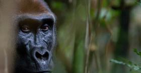 Lowland gorilla, Congo