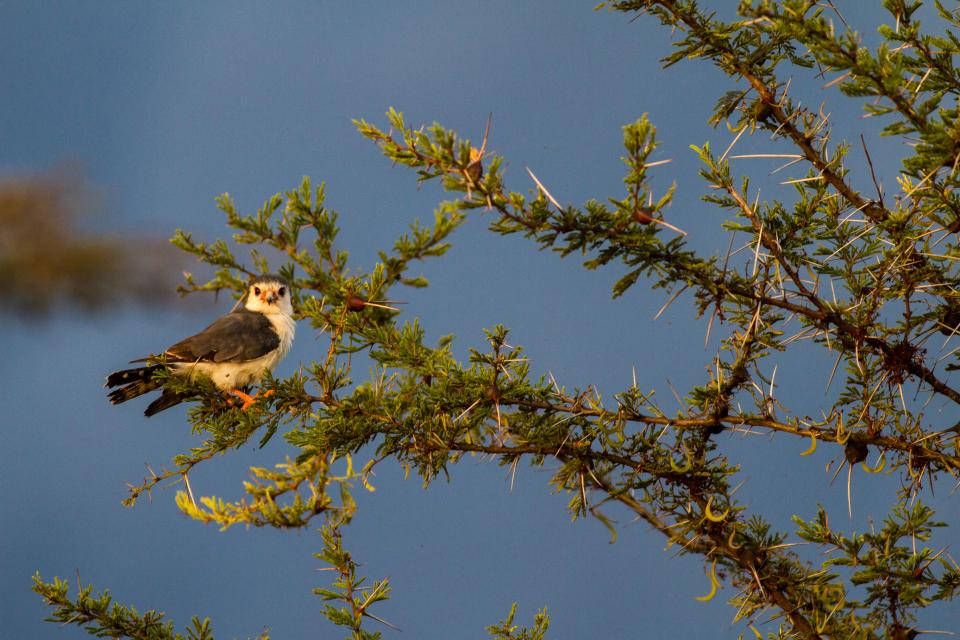 Pygmy Falcon
