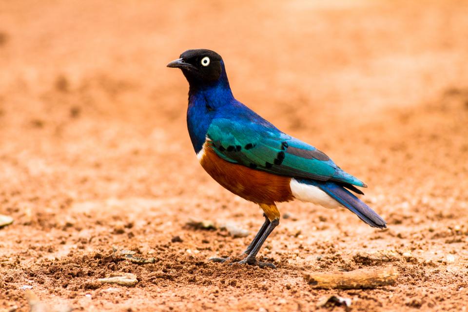 Superb Starling